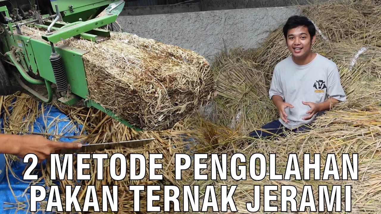 
                                 Metode-Pengolahan-Pakan-Ternak-Jerami